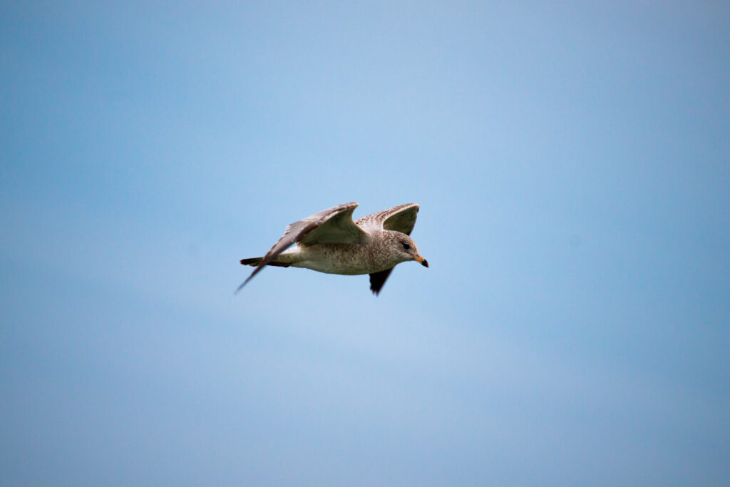 ring-billed gull in flight