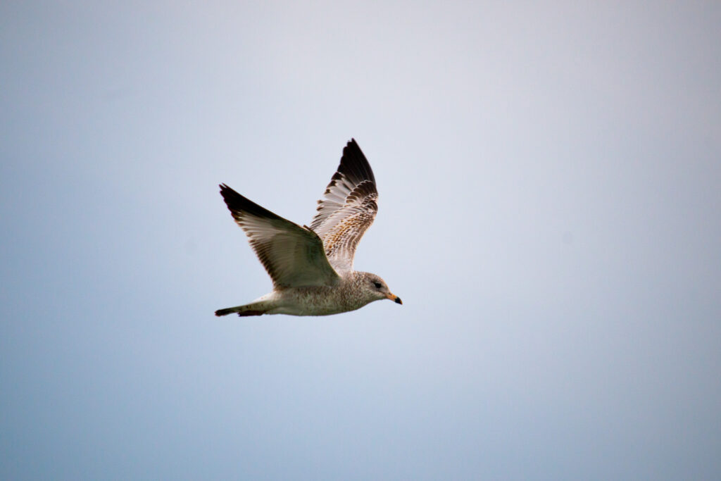 ring-billed gull in flight