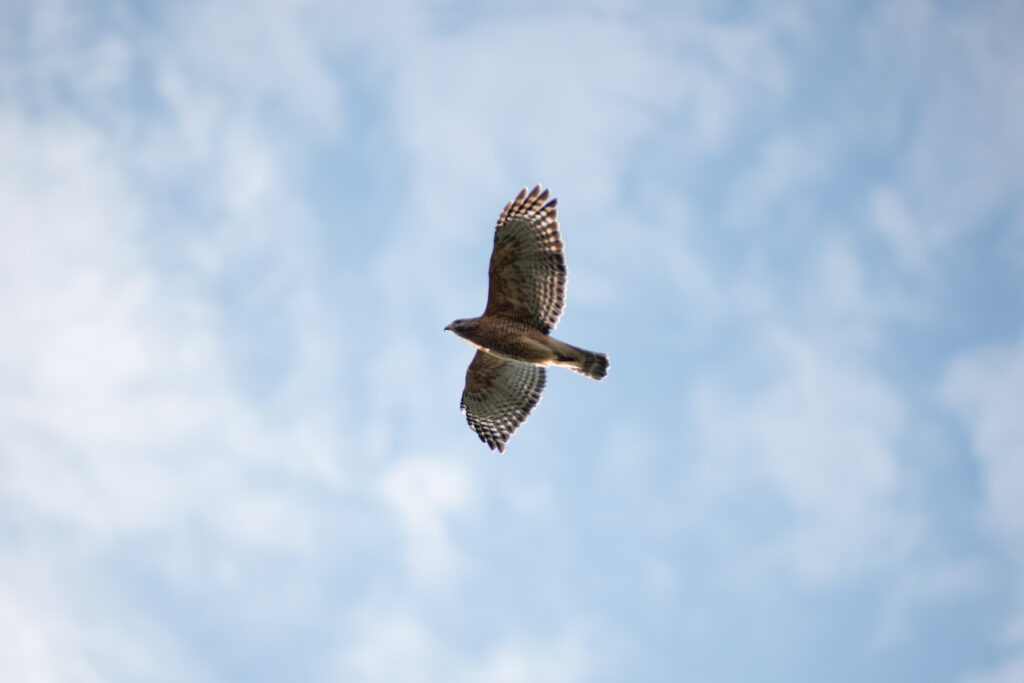 red shouldered hawk, missouri wildlife photographer