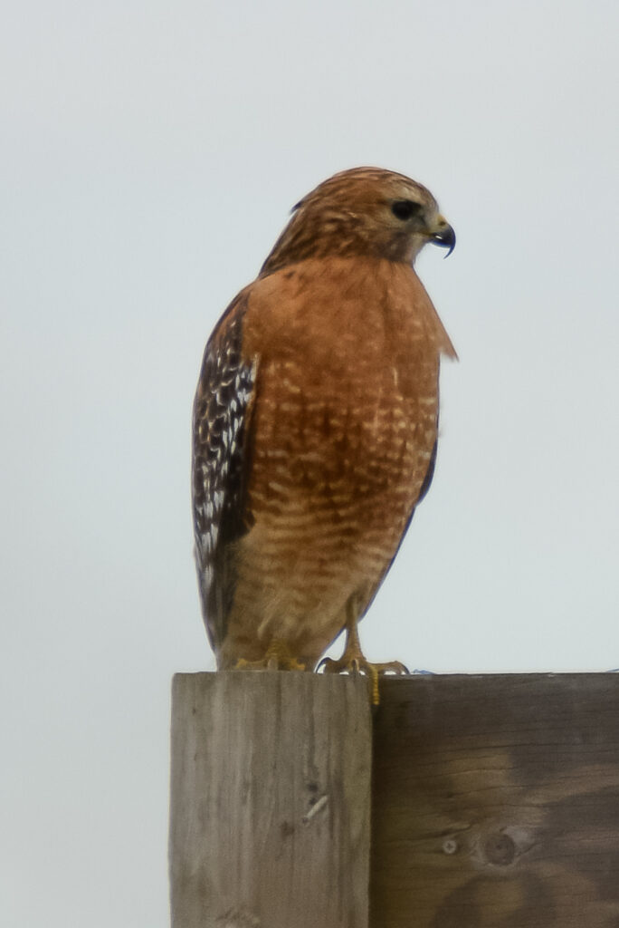 red shouldered hawk, missouri wildlife photographer